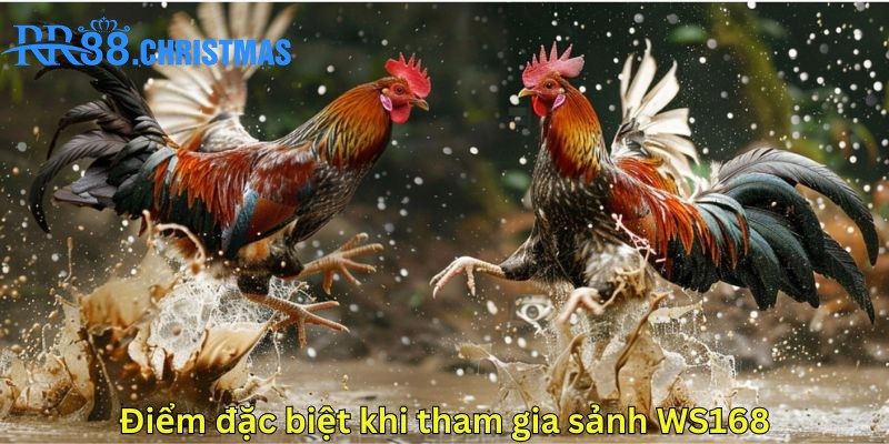 nha-cai-rr88-dem-lai-mot-san-choi-cuc-dinh-cho-hoi-vien