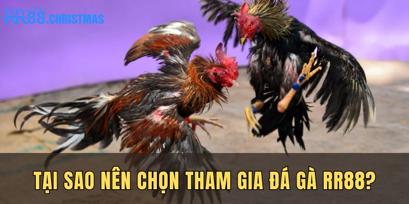 tai-sao-nen-chon-tham-gia-da-ga-rr88